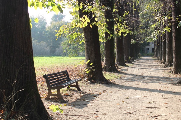 Alee în parc cu copaci și bancă
